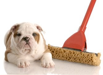 Pets and Your Home | Novi